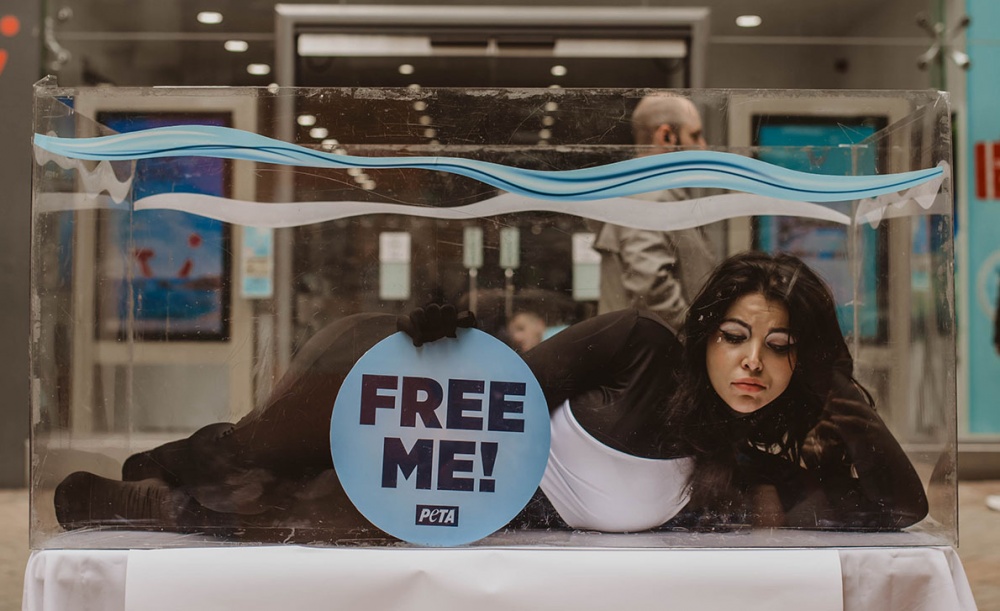 A PETA activist dressed up as an "orca" outside the TUI store in Birmingham